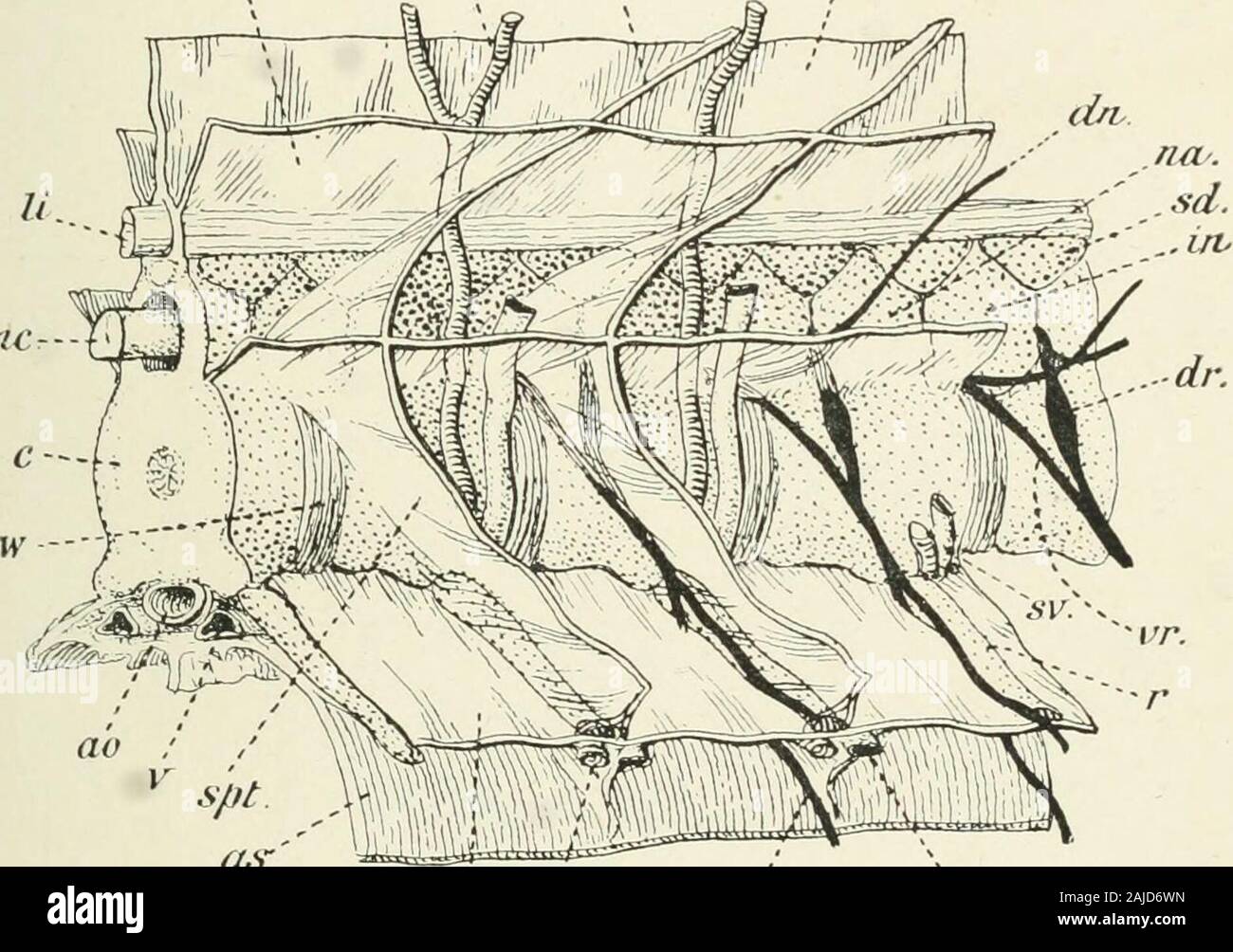 A treatise on zoology . tral ribs, lying outside the peritoneum onthe ...