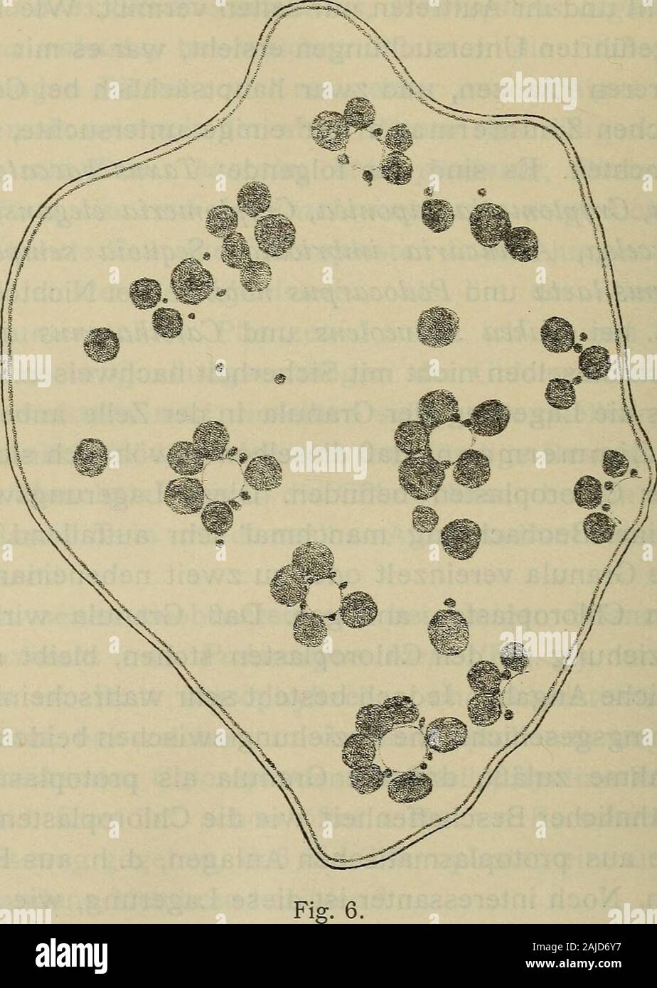 Sitzungsberichte . matischen Anlagen, d. h. aus Piastidenentstehen. Noch interessanter ist diese Lagerung, wie sie z. B.bei Sequoia sempervirens (Fig. 6) vorkommt. In den Zellen desAssimilationsgewebes bilden sich gewöhnlich einige Vakuolen.Die Chloroplasten liegen dicht an deren Wand und zwischendie Chloroplasten drängen sich die Granula, so daß gewöhnlich deutschen Bot. Ges., XXIII, 1905, p. 441) bei Selaginella Martensii Spreng,mit Sicherheit festgestellt. Jedoch ist diese Piasmahaut der Chloroplasten vonSelaginella mit der angeblichen Chloroplastenmembran nicht zu vergleichen,weil sie nur Stock Photo