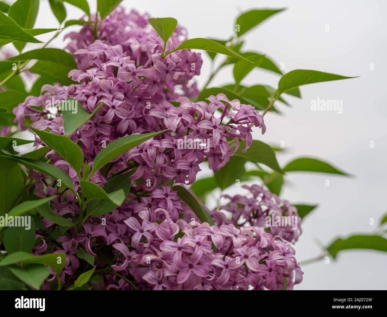 Purple lilac flower blooms in the spring Stock Photo