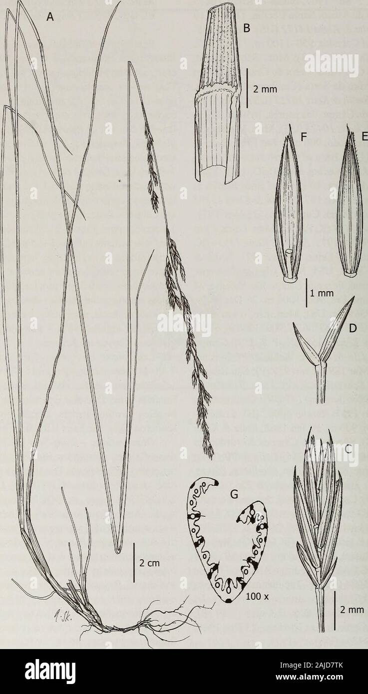 Contributions from the United States National Herbarium . ora Steud., a nom. nud., asbelonging to F andicola. Examination of the voucherof F dissitiflora housed at US {W. Lechler 1829,US-2875397 fragm. ex GOET!) confirms that thisspecies has nothing to do with F andicola and thatit is a synonym of F rigescens (J. Presl) Kunth. His-torically, the name F andicola had been applied toa heterogeneous group, and this group was dividedinto two species by Stancik (2003) where a new typeand name, F soukupii, were designated. Festucaandicola and F. soukupii are morphologically similarto the Venezuelan s Stock Photo