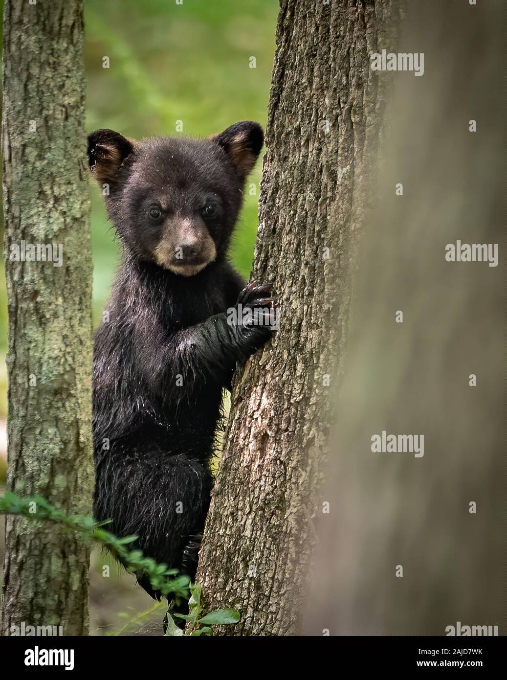 Walking baby grizzly bear black and white hi-res stock photography and ...