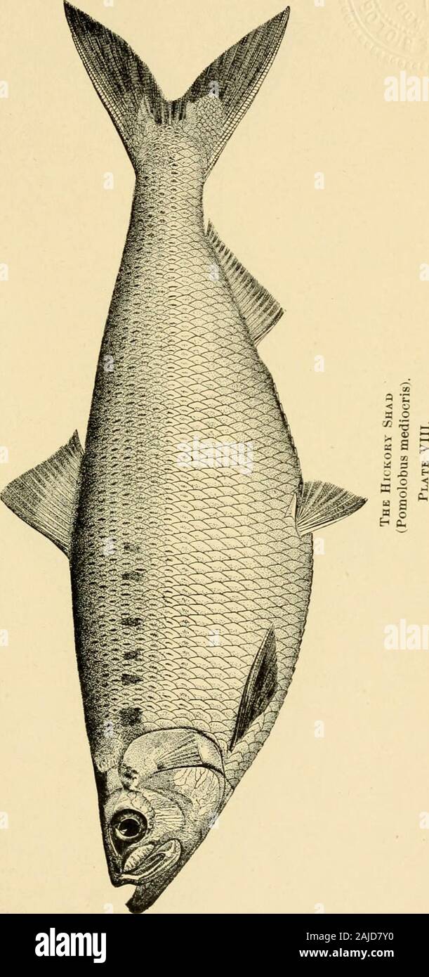Annual report of the Commissioners of Inland Fisheries made to the General Assembly . Stock Photo