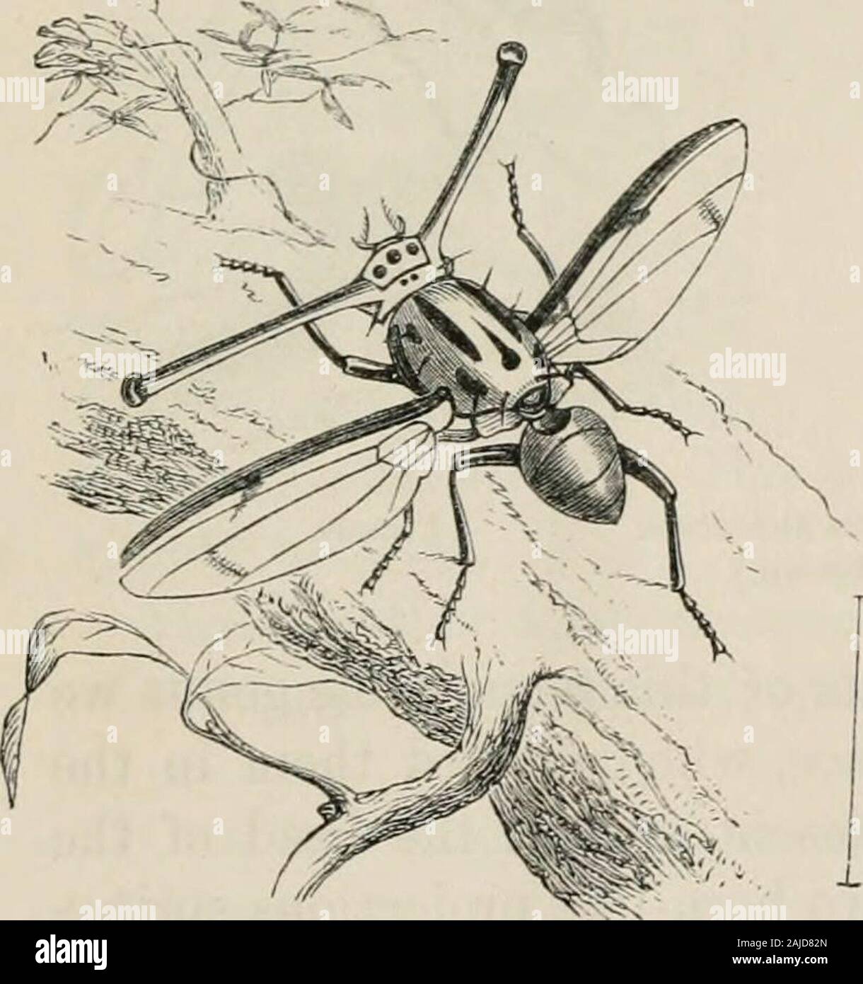 Insects abroad : being a popular account of foreign insects, their ...