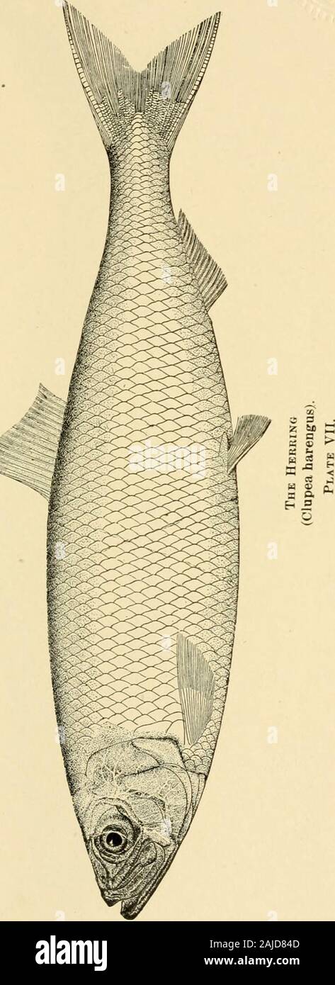 Annual report of the Commissioners of Inland Fisheries made to the General Assembly . ration. The alewife andglut herring both have short thick heads, and their bodies are heavierforward. They are very similar to each other, and can best bedistinguished by cutting open the body cavity; the lining membranein case of the alewife is pale or gray in color, while it is black in thecase of the glut herring. The fins are lower, also, in the glut herring,the eyes are smaller, and the body more elongated. Other names for the alewife (Plate IX) are the river herring,the buckie, and the branch herring. B Stock Photo