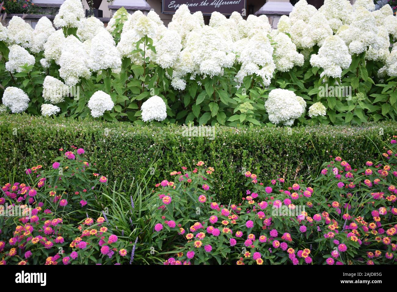 Limelight Hydrangea And Little Lime Hydrangea Great Plants