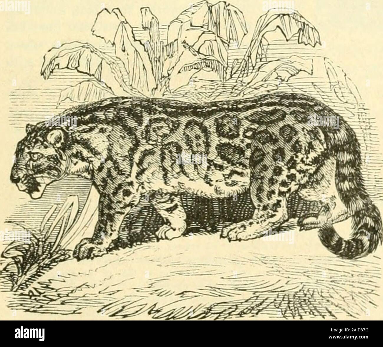 The animal kingdom, arranged after its organization : forming a natural history of animals, and an introduction to comparative anatomy . Lin.)—[Acry like thePanther, but with the markings less broken intosmall spots : The animal kingdom, arranged after its organization : forming a natural history of animals, and an introduction to comparative anatomy . Lin.)—[Acry like thePanther, but with the markings less broken intosmall spots :