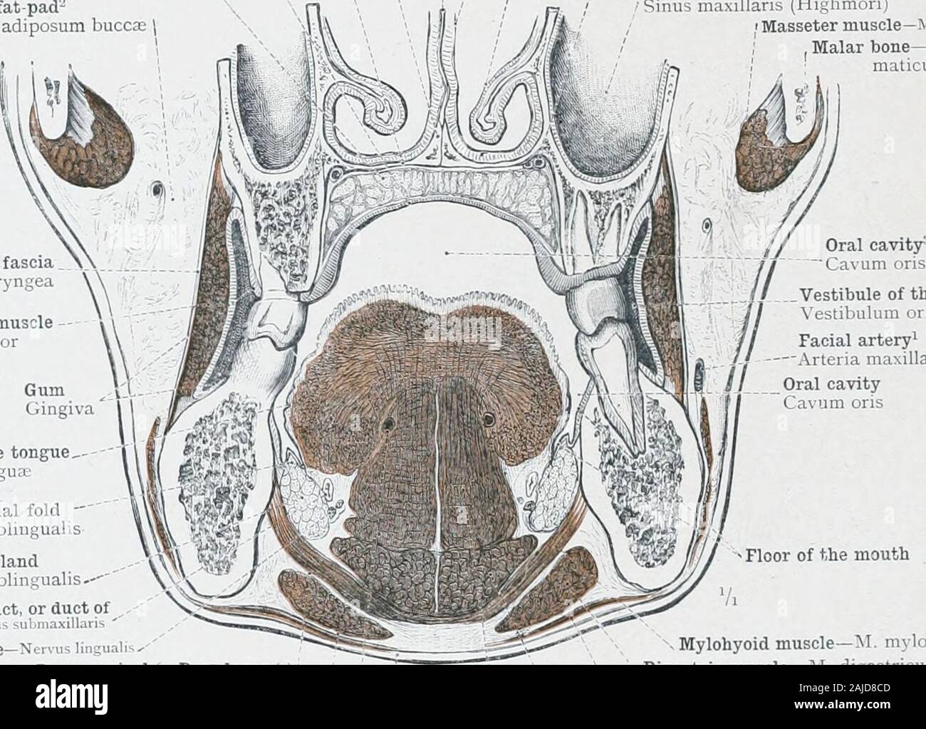 An atlas of human anatomy for students and physicians . from Before. On the left side the buccinator muscle has not been removed.Labia oris—The lips. 414 CEPHALIC AND CERVICAL PORTIONS OF THE DIGESTIVE ORGANS The vomer VomerNasal crest of the superior maxillary bone-Crista nasalis,Palatine process of the superior maxillary bone ^Irocessus palatinus maxillavMucous membrane of the hard palate alatine glands—GlanduL-e palatinasBuccal fat pad-Corpus adiposum buccae Septum of the nose—Septum nasi Inferior turbinate bone—Concha nasalis inferior/ . Superior or descending palatine artery /Arteria pal Stock Photo