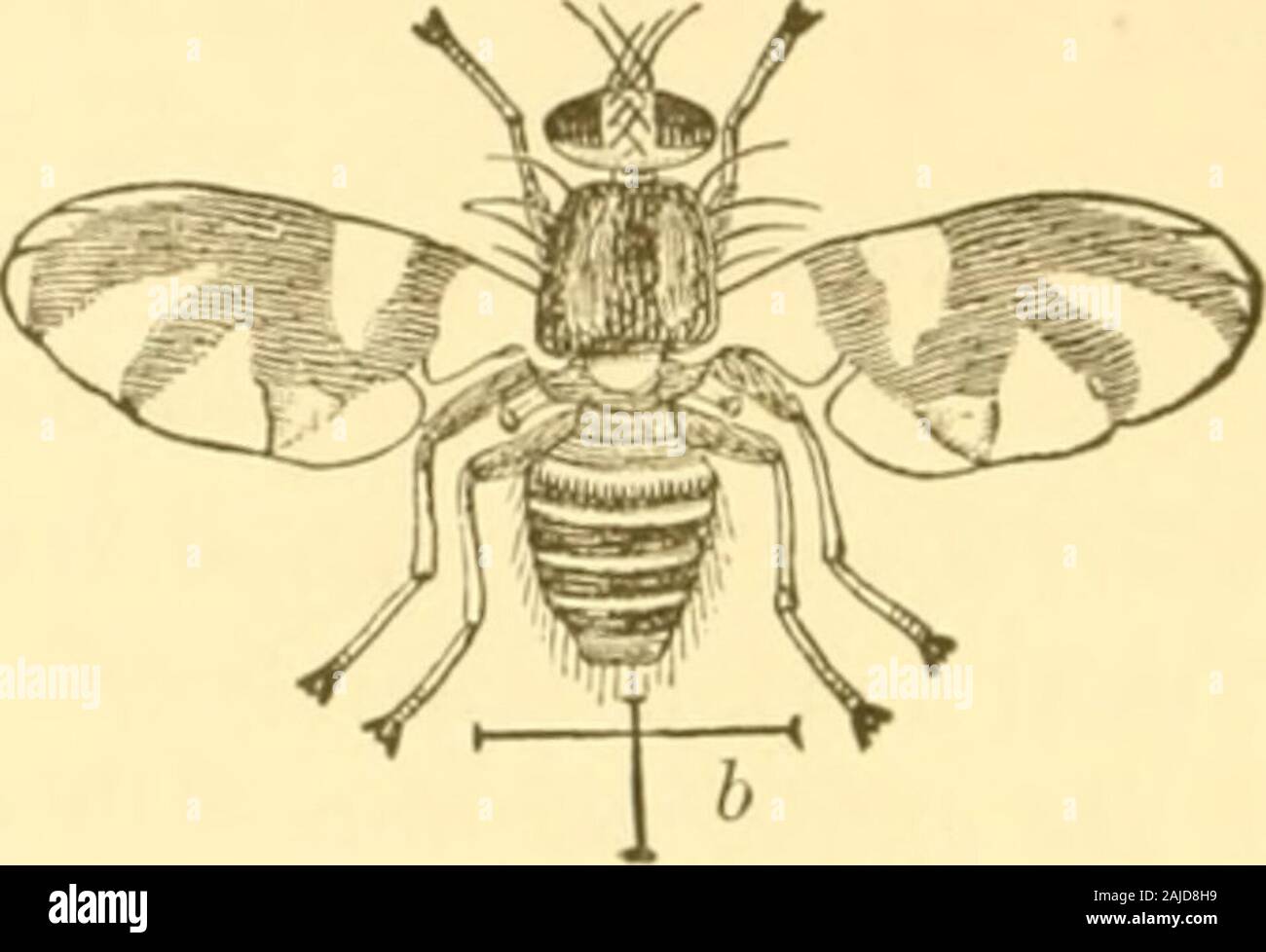 Two Segment Winged Flying Insect Black bands between segments hi-res stock photography and images - Alamy