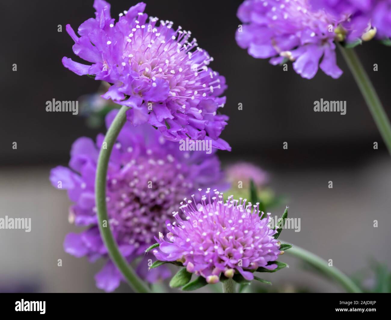 Purple flower blooms hi-res stock photography and images - Alamy