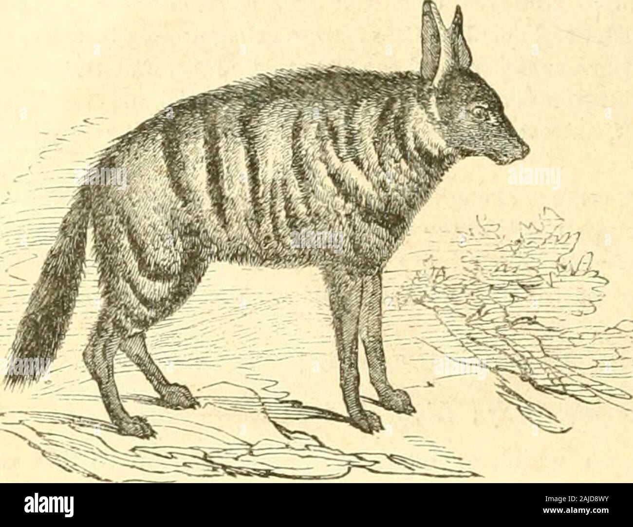 The animal kingdom, arranged after its organization : forming a natural history of animals, and an introduction to comparative anatomy . toes before, four behind, and the head a little elongated as in the Civets, the legs raised,those behind rather shorter, and a mane as in the Hyaena; and which also resembles the Striped Hyjeiiavery remarkably in its colouring. Its anterior thumb is short, and placed high up. The Proteks Lalandi, Is. Geof.; an inhabitant of caverns. The individuals examined, which were allyoung, possessed but three small false molars,and one small tuberculous back molar. Jtse Stock Photo