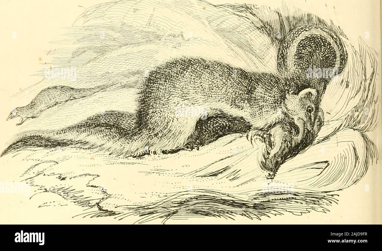 The animal kingdom, arranged after its organization : forming a natural history of animals, and an introduction to comparative anatomy . Fig. 31.—The African Civet ICHNEl-MCDI^ / /y ^j:z- ft -^^Am^:^^^^ ^. hidian Ichnfumc Stock Photo