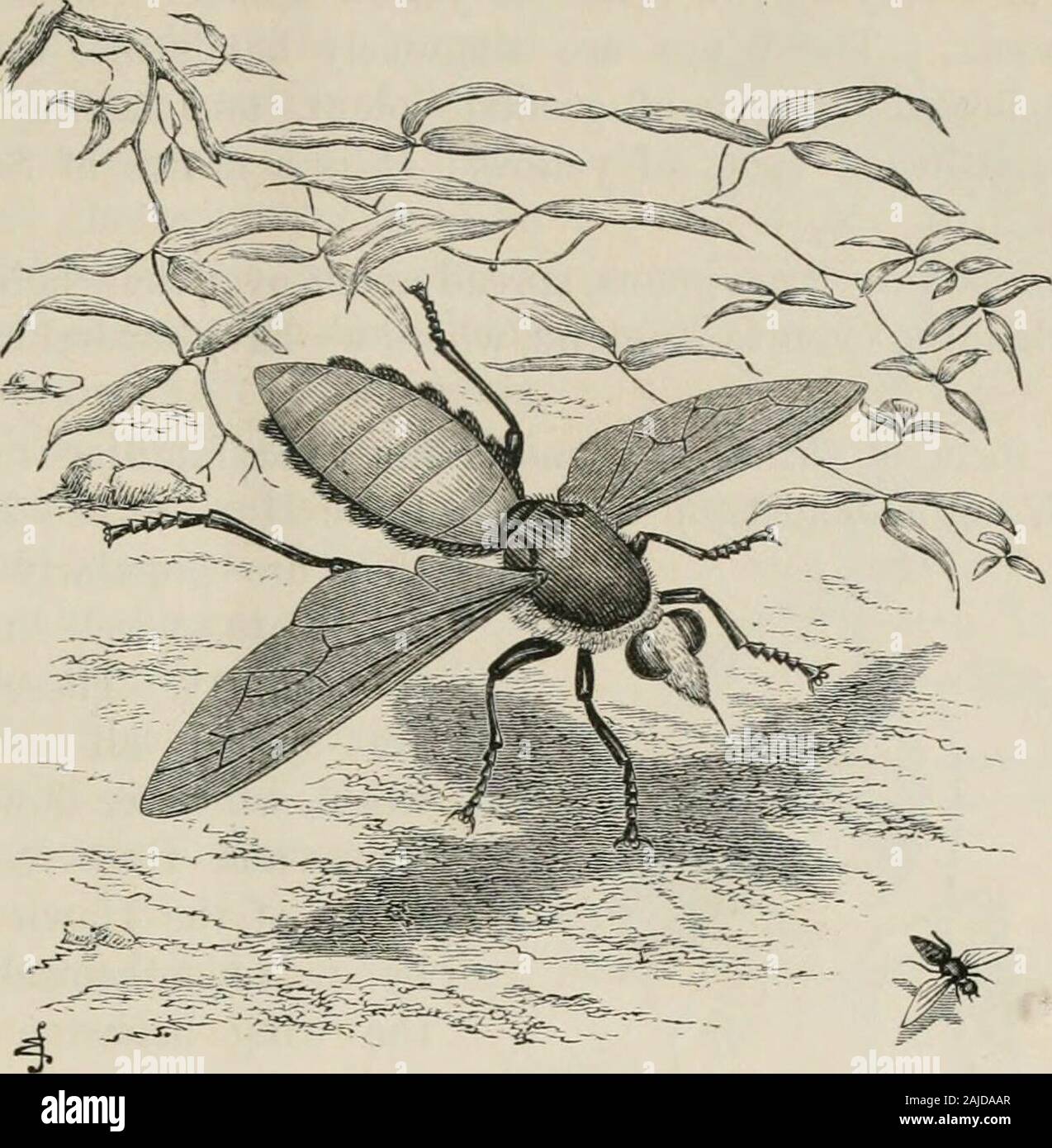 Specific family of insects hi-res stock photography and images - Alamy