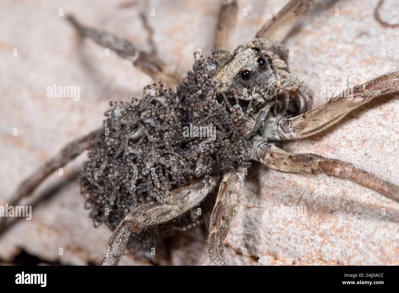 Wolf spider carrying  baby spiders on her back Stock Photo