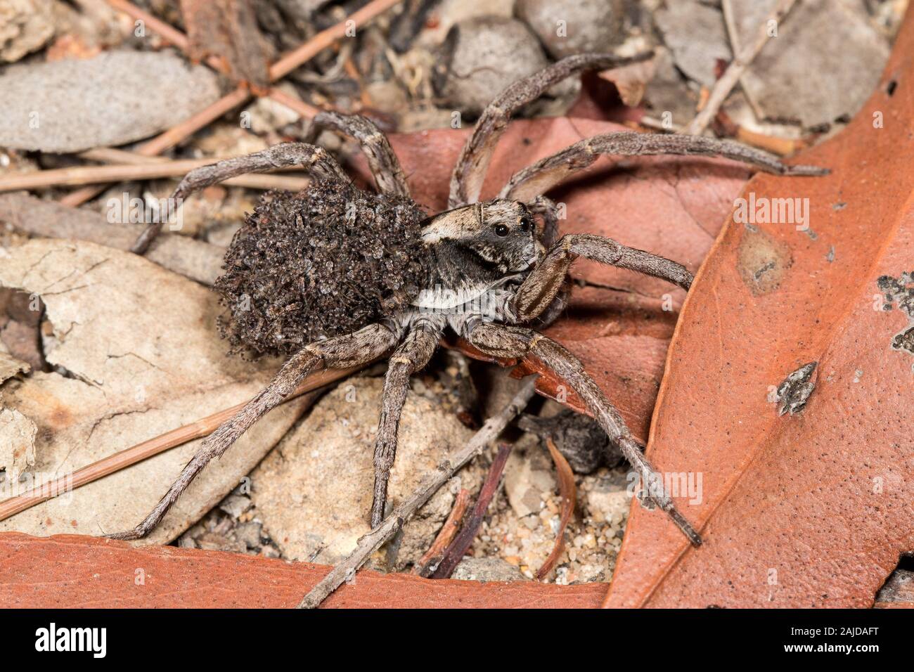 Wolf spider carrying  baby spiders on her back Stock Photo