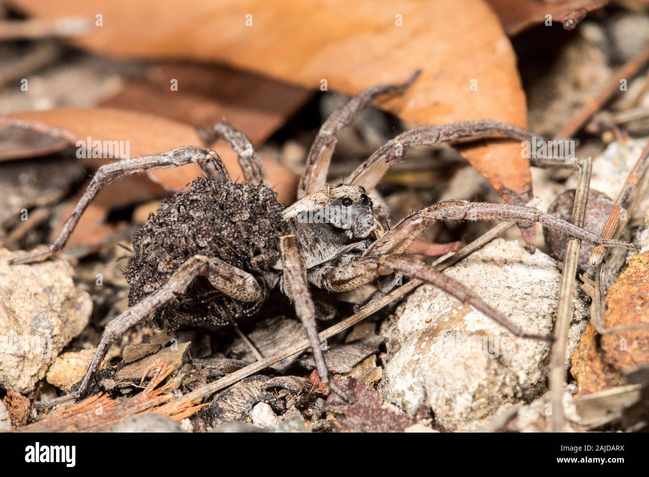 Wolf spider carrying  baby spiders on her back Stock Photo