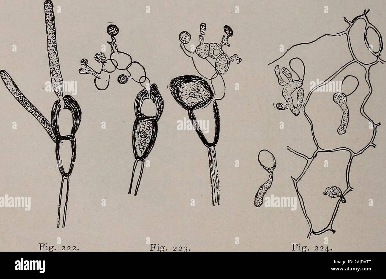 Elementary botany . 20. Fig. 221. Germinating uredospore of Germ tube entering the wheat rust. (After Marshall- leaf through a stoma.Ward.). Fig. 222.Teleutospore germi-nating, forming pro my-celium. Figs. 222-224.— Fig. 223.Pro mycelium of ger-minating teleutospore,forming sporidia.Puccinia graminis (wheat rust) Germinating sporidia entering leafof barberry by mycelium. (After Marshall-Ward.) FUNGI: RUSTS. 193 the leaves of the barberry, they germinate and produce the cluster cup again.The plant has thus a very complex life history. Because of the presence ofseveral different forms in the lif Stock Photo