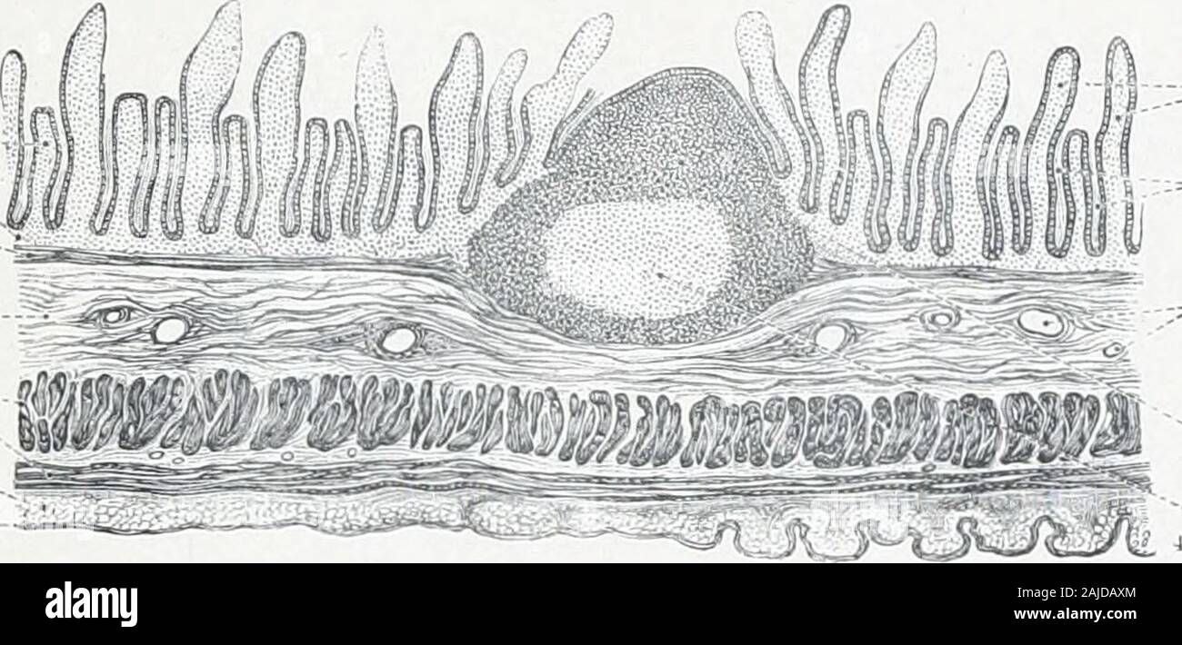 An atlas of human anatomy for students and physicians . Serous coat