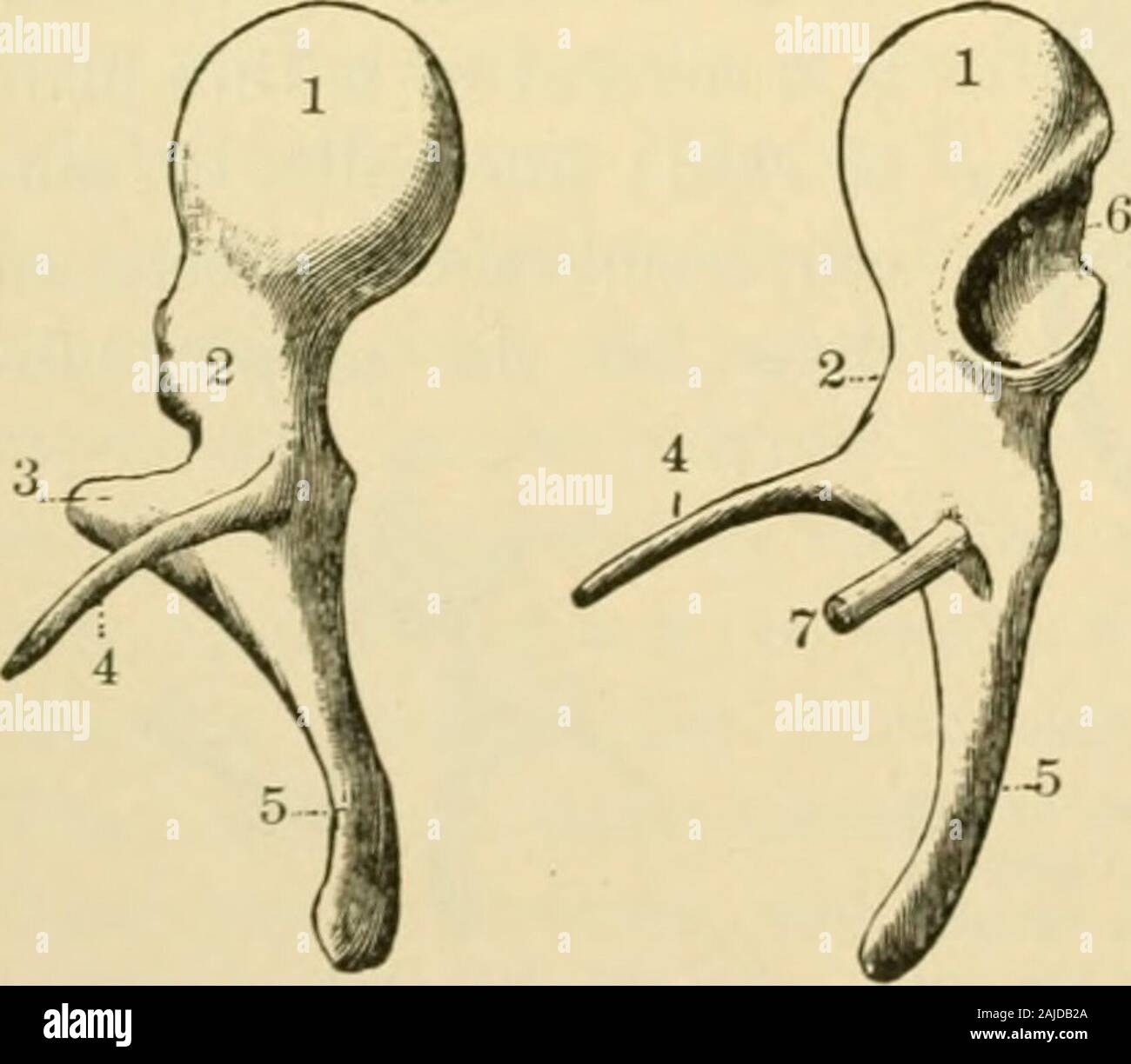 Detail of stapes human middle ear bone - Stock Image - C005/8798