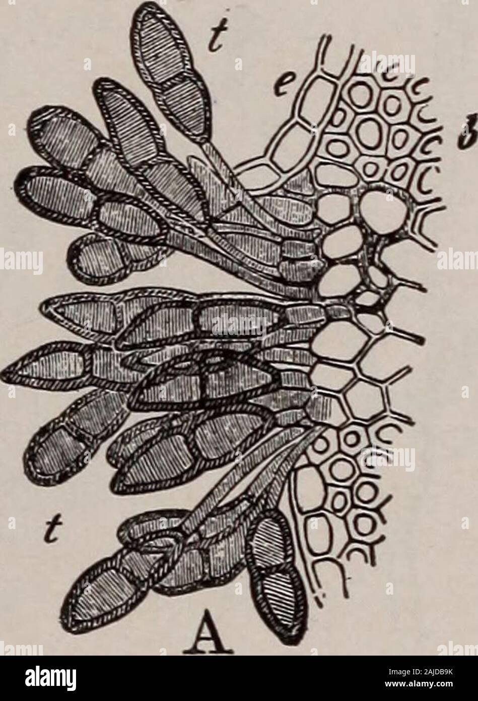 Elementary botany . Fig. 219.A,.section through sorus of black rust of wheat, showing teleutospores. B, nvyceliumbearing both teleutospores and uredospores. (After de Bary.) one season, so this is the form in which the fungus is greatly multiplied andwidely distributed. 192 MORPHOLOGY. 407a. Teleutcspores the last stage of the fungus in the season.—The teleu- tospores are developed late in the season, or late in the development of the host plant (in this case thewheat is the host). Theythen rest during the winter.In the spring under favor-able conditions each cell ofthe teleutospore germi-nate Stock Photo