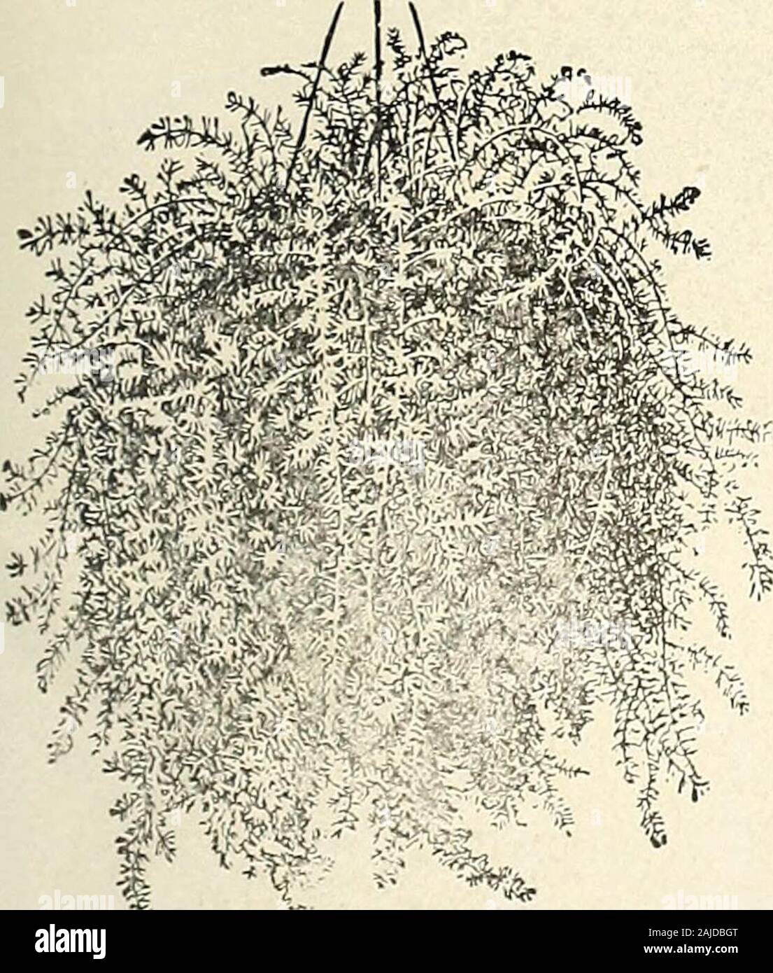 H.W Buckbee seed and plant guide : 1905 . etc. 15c. each. Ken tia Belmoreana—The curly palm leaves pinnate, the divisions taper pointed. One of the very best for all purposes. 20c. each. Seaforthia Elegans—One of the most graceful of all, bearing long, curving pinnate leaves of rare beauty. A magnificent plant for jardiniere orcenter of large tropicul bed. 15c. each* Phoenix Canariensis—Beautiful strong-growing Palm with dark green glossy foliage. Is very easily grown, and is sure to please purchaser. 15c. each. Cocos Weddelliana—The most elegant and graceful of all the smaller Palms. Its slen Stock Photo