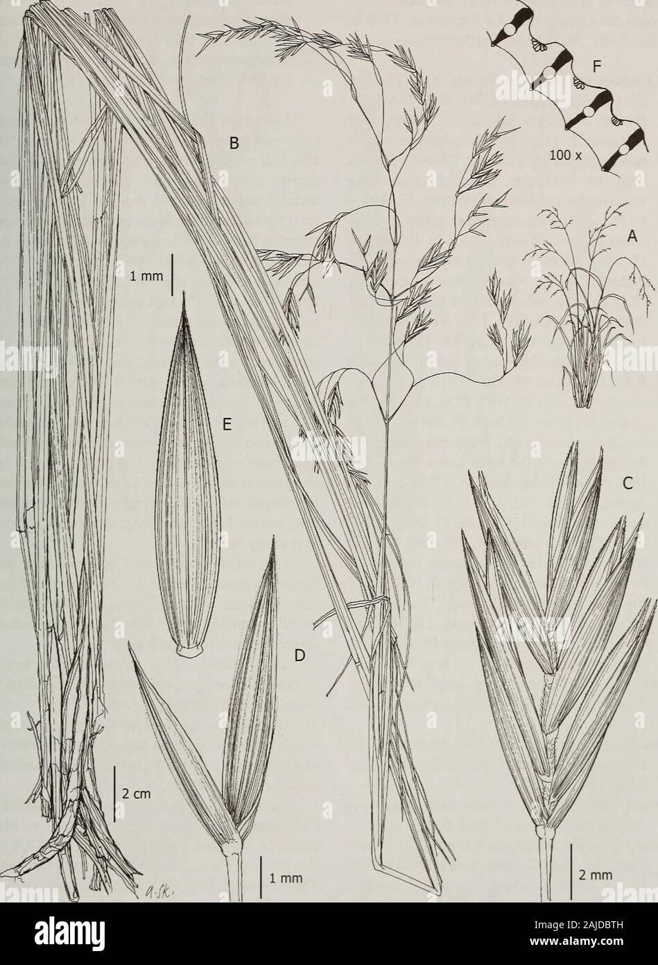 Contributions from the United States National Herbarium . as long as the lemma, membranous, papil-lose; anthers 3.5-4 mm long; ovary apex sparselyshort-hairy. Caryopses not seen. Leaf blade anatomy.—Cross-sections withmany vascular bundles and small ribs above; scle-renchyma under both abaxial and adaxial epidermis,discontinuous, extending to the vascular bundlesforming girders; bulliform cells present; epidermiswithout hairs. Observations.—Festuca woodii is morphologi-cally similar to F caldasii known from southernColombia and Ecuador. However, F. woodii hasshorter ligules (0.5 versus 2.5-3 m Stock Photo