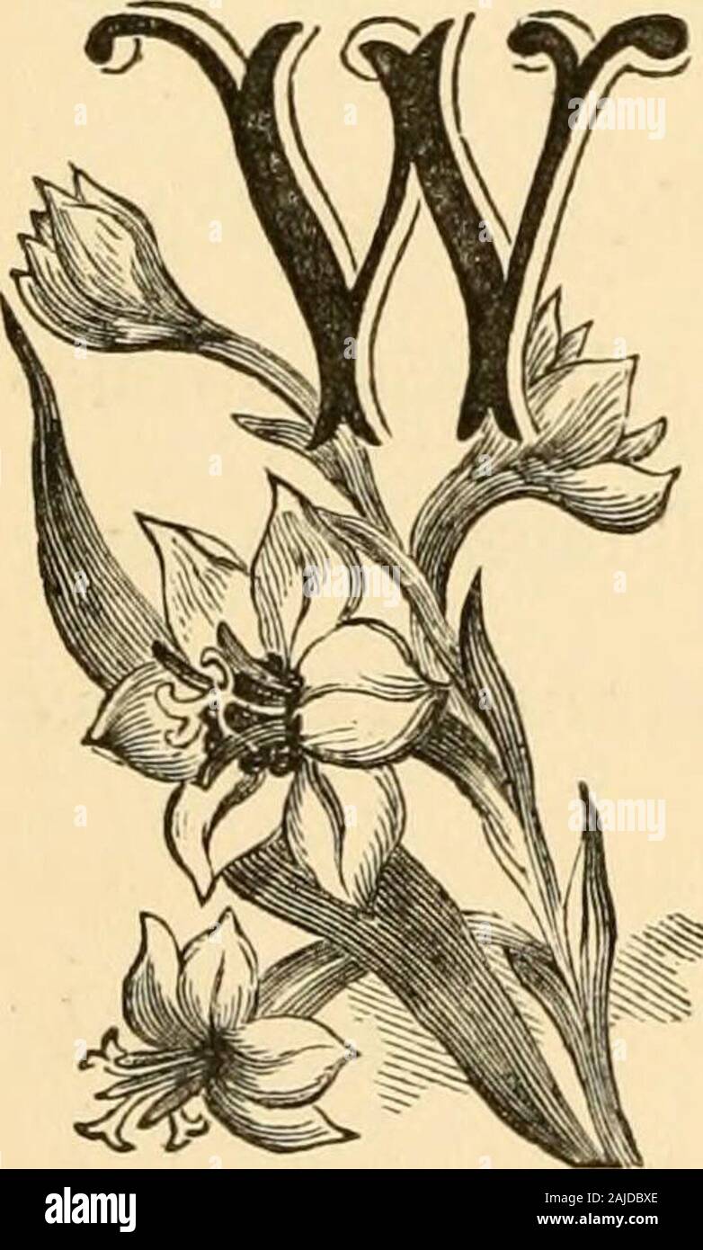 Bulbs: a treatise on hardy and tender bulbs and tubers . andsome, drooping; but the seed-pod becomeserect after the fading of the flower. The plant is of easy culture in rich, light soil, and shouldbe treated like a tigridia. It is a native of Mexico, and wasintroduced in 1838. We have bloomed this plant very suc-cessfully in a pot. The other species are R. immaculata and orthantha, andare of dwarfer habit. y XIV. THE AMARYLLIS, HIPPEASTRUM, SPREKELIA, VALLOTA,LYCORIS, PYROLIRION, NERINE, ZEPHYRANTHES. THE AMARYLLIS. HILE most of the species of this numerousfamily are greenhouse bulbs, and ten Stock Photo