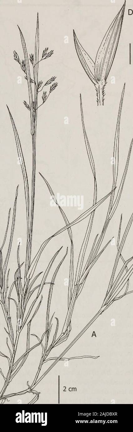 Contributions from the United States National Herbarium . 1 mm 4-tK Figure 13. Festuca reclinata. A. Growing form. B. Ligule. C. Spikelet. D. Glumes. E. Lemma. F. Lemma with palea and rachilla.G. Leaf blade cross-section. A-G, Cuatrecasas & Barriga 9970 (COL). 40 Festuca in South American Paramos ?85 -80 -75 -70 -65 10 V -V * &lt;£ &lt;& 10 h VENEZUELA PANAMA COLOMBIA Stock Photo