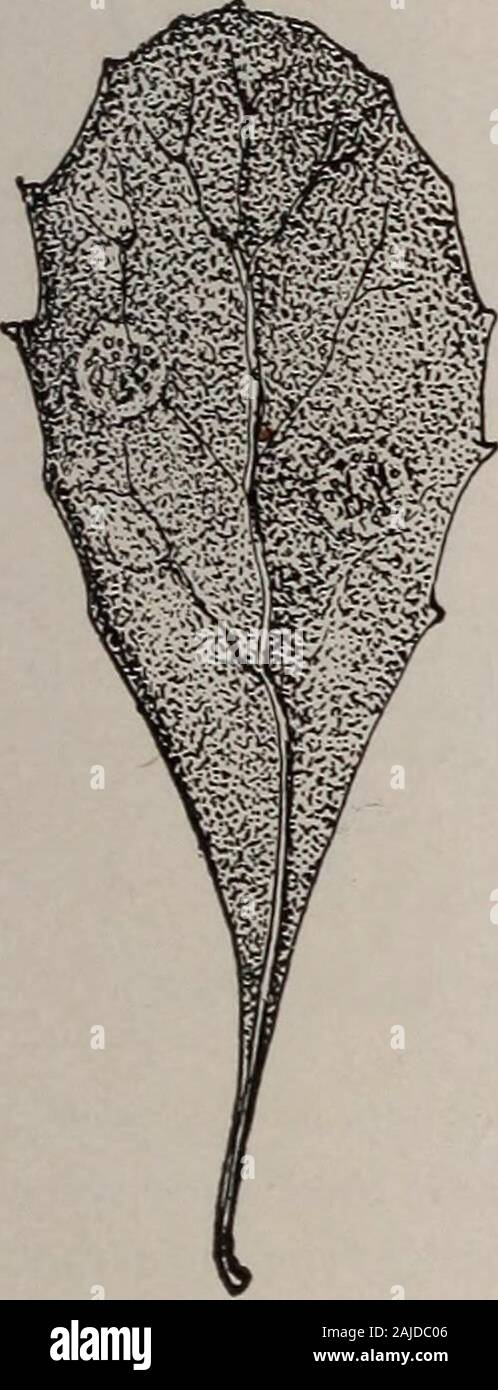 Elementary botany . oresare sometimes found in the same pustule. It was once supposed that these two kinds of gonidia belongedto different p]ants, but now it is known that the one-celledform, the uredospores, is a form developedearlier in the season than the teleutospores.404. Cluster-cup form on the barberry.—On the barberry is found still anotherform of the wheat rust, the cluster cupstage. The pustules on the under side ofthe barberry leaf are cup-shaped, the cupsbeing partly sunk in the tissue of the leaf,while the rim is more or less curved back-ward againstthe leaf, andsplit at severalpl Stock Photo