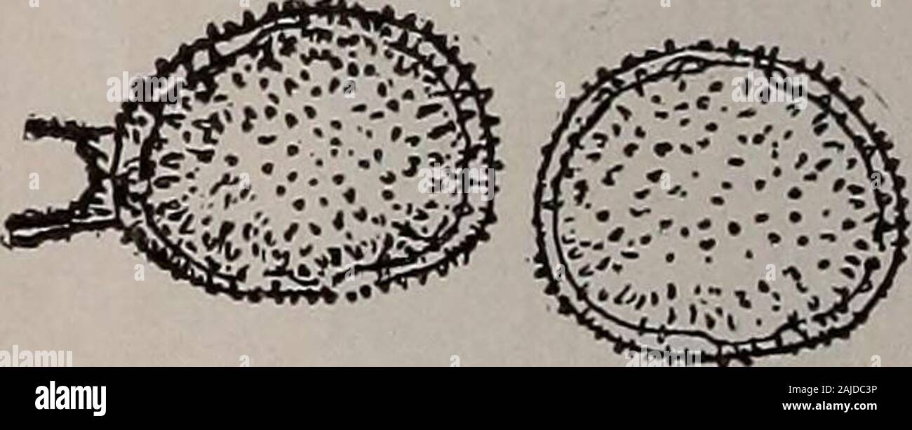 Elementary botany . Fig. 212. Teleutospores of wheat rust, showing two cells and the pedicel.. Fig. 211.Head of wheat showing black rust spotson the chaff and awns. Fig. 213.Uredospores of wheat rust, oneshowing remnants of the pedicel. in water on a slide, and examine with a microscope, we seenumerous gonidia, composed of two cells, and having thick,brownish walls as shown in fig. 212. Usually there is a slenderbrownish stalk on one end. These gonidia are called teleuto-spores. They are somewhat oblong or elliptical, a little con-stricted where the septum separates the two cells, and the endc Stock Photo
