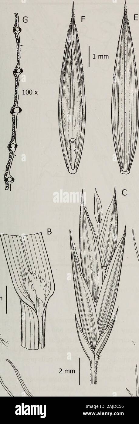 Contributions from the United States National Herbarium . perficiallyresembles Aphanelytrum procumbens Hack. Thespikelets and panicles of F. reclinata are similarto Aphanelytrum, but the glumes in the former areclearly nerved (versus unnerved), which is the differ-ence between the two genera. Alexeev (1986) placedF reclinata in sect. Glabricarpae and we considerthe Alexeevs decision to be only provisional. Distribution and habitat.—Festuca reclinata isknown only from the type locality in the ColombianCordillera Oriental, Dept. Santander were it wasfound in a paramo. 11. Festuca woodii Stancik, Stock Photo