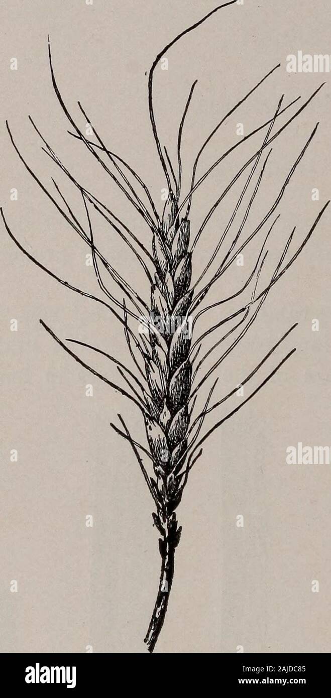 Elementary botany . Fig. 206.Wheat leaf with redrust, natural size. Fig. 207. Fig. 208. Fig. 209. Fig. 2to. Portion of eaf Natural size. Enlarged. Single darged to show sorus. Figs. 206, 207.—Puccinia graminis, red-rust stage (uredo stage).Figs. 208-210.—Black rust of wheat, showing sori of teleutospores. reddish-brown or reddish pustules, and is known as the redrust (figs. 206, 207). Another form occurs in elongated blackpustules, and this form is the one known as the black rust 187 188 MOKPHOLOG Y. (figs. 208-211). These two forms occur on the stems, blades,etc., of the wheat, also on oats, Stock Photo