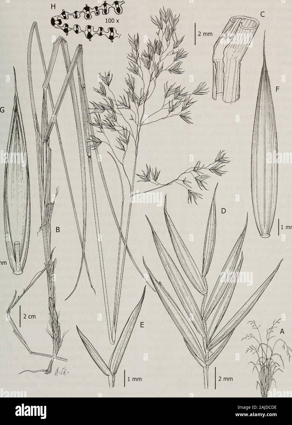 Contributions from the United States National Herbarium . sometimes spreading,scabrous. Spikelets 15-17 mm long, oval, florets5-7(-8); rachilla pilose; glumes 3.5-6.5 mm long,membranous, lanceolate, green with transparentmembranous margins; lower glumes 3.5—4(—5) mmlong, 1-nerved; upper glumes 4.5-6.5 mm long,3-nerved; lemmas 10-14 mm long, lanceolate,membranous to coriaceous, 5-nerved, green, sca-brous or shortly densely hairy, apex entire, awned,the awn 1-3 mm long; callus glabrous; paleas 4/5as long as the lemma, membranous, scabrous; lodi-cules 0.8-1 mm long, oblong-lanceolate; anthers(2.8 Stock Photo