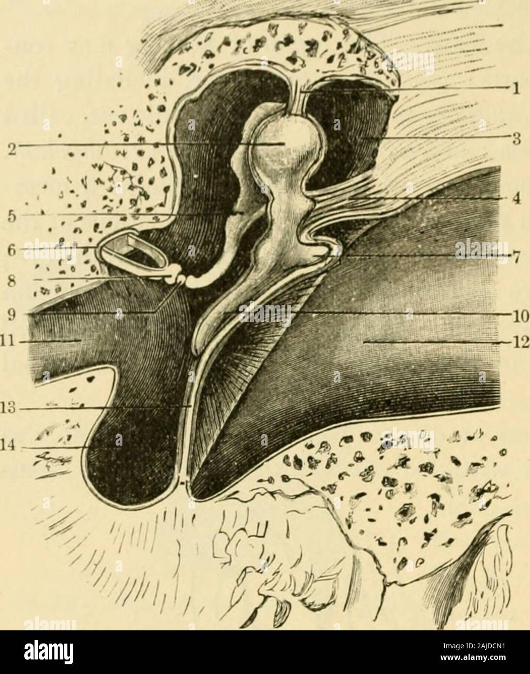 An American text-book of physiology . be; 5, meatus internus, containing the facial (uppermost) and auditory nerves;6 placed on the vestibule of the labyrinth above the fenestra ovalis; a, apex of the petrous bone; 6,internal carotid artery; c, styloid process; d, facial nerve, issuing from the stylo-mastoid foramen; e,mastoid process ; /, squamous part of the bone. tially of yellow elastic cartilage covered with skin, and forming at the entranceof the auditory meatus a cup-shaped depression called the concha. 17?e concha, and to some extent the whole auricle, serves a useful purposein collect Stock Photo