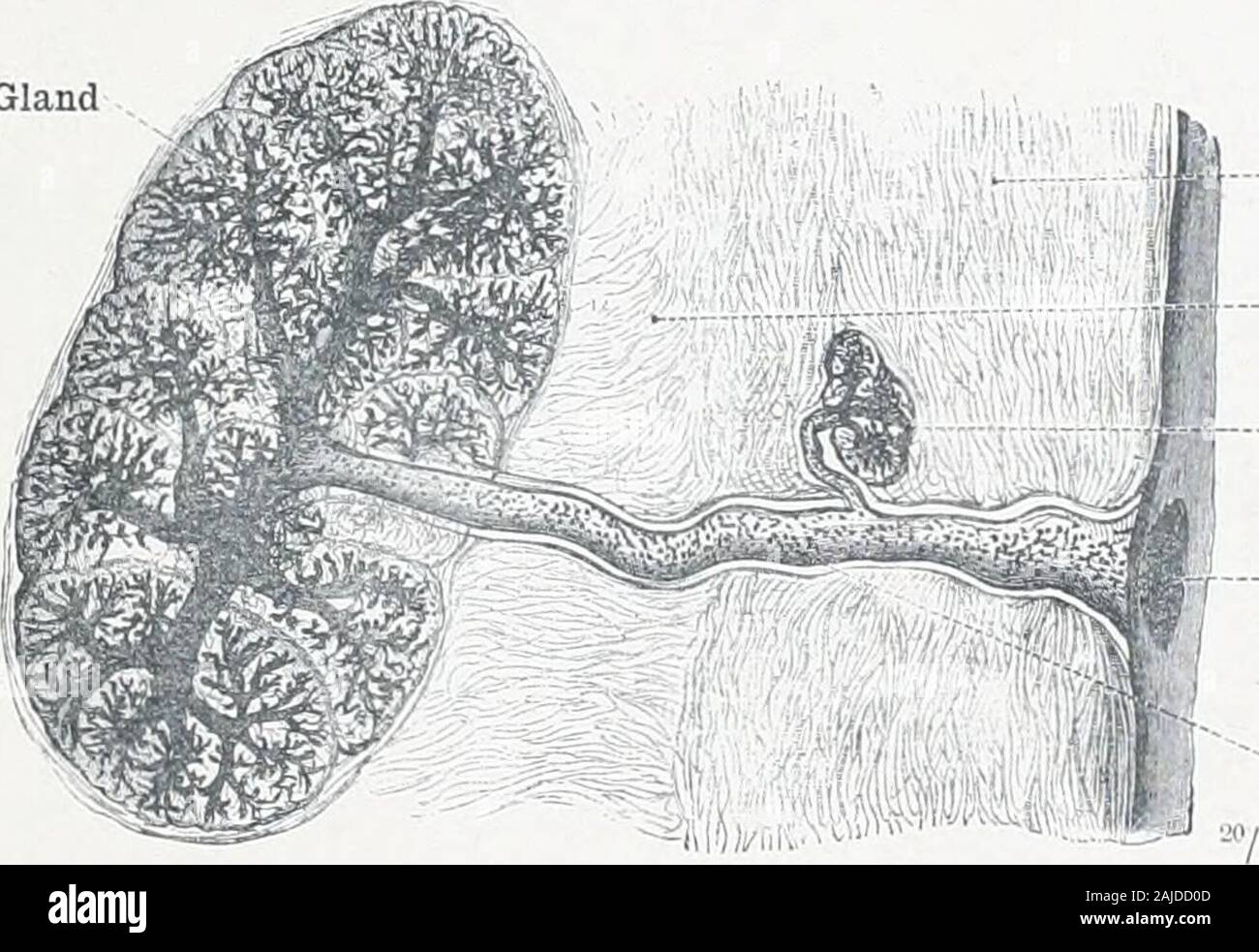 An atlas of human anatomy for students and physicians . Basement membrane Membrana propria ;>Gland cells (secretingcells) Fig. 646.—SimpleTubular Gland. Fig. 647.—ConvolutedTubular Gland. Fig. 648.—BranchedTubular Gland. Glandules Tubulos^—Tubular Glands.. Corium (areolar tissue of the mucous membrane) Lamina propria mucosa; -Submucous areolar tissueTela submucosa • Accessory lobule -Excretory orifice Excretory duct Fig. 649.—Racemose ok Acinous Gland (.Glandula ALhOLARib biMPLEx), the Ducts ofwhich have been injected (Labial Gland). Artery to the gland ,Main artery — Arterial ofiFsets to Stock Photo