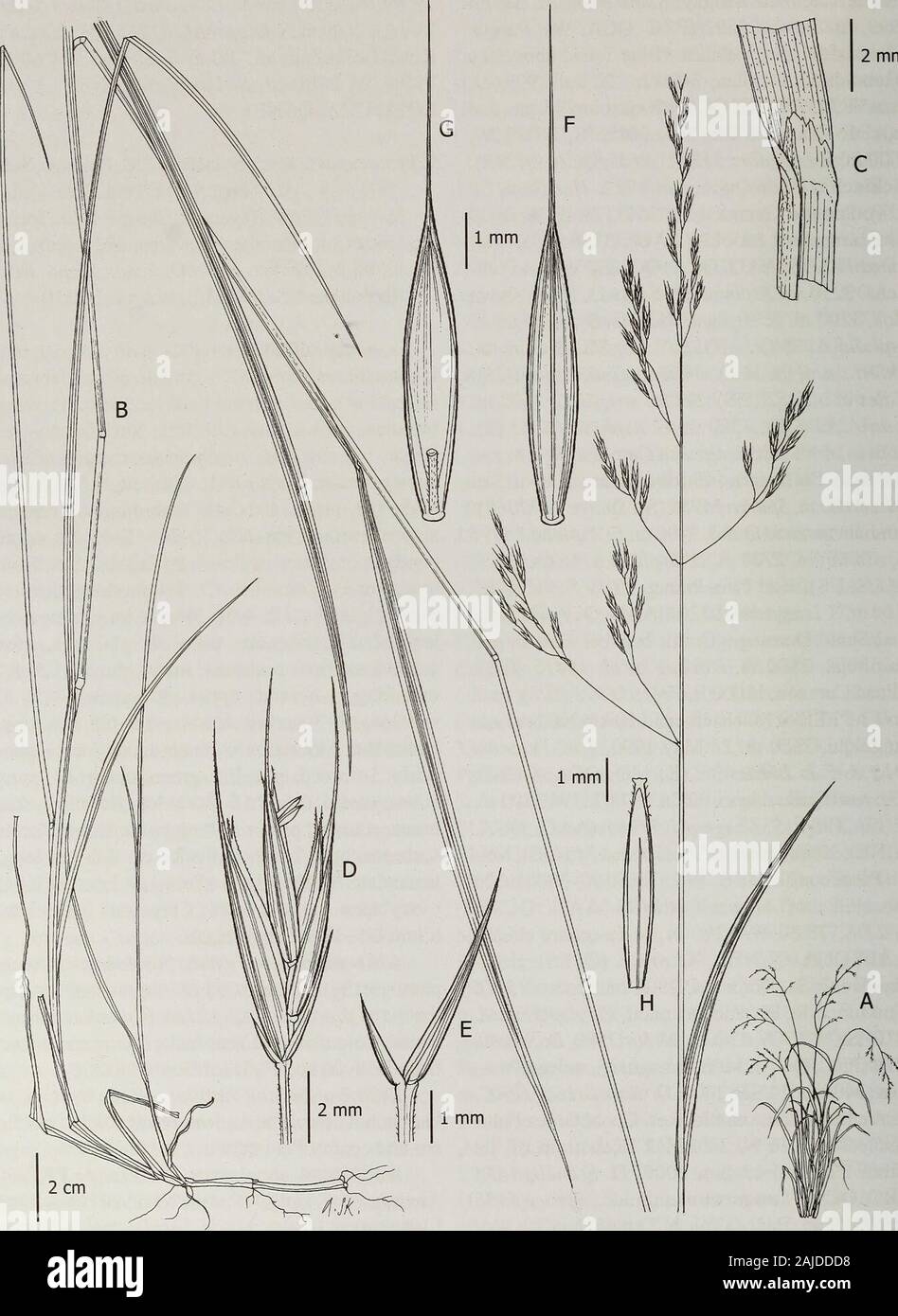 Contributions from the United States National Herbarium . long, terminal, sca-brous, straight; paleas as long as the lemma, keelsscabrous, apex hairy; lodicules ca. 0.8 mm long,lanceolate, acuminate; anthers 1.5-1.6 mm long;ovary apex sparsely hairy. Caryopses lanceolate;hilum 2/5-1/2 of total length. Observations.— Festuca tovariensis is mor-phologically similar to other long-awned speciesthat have short glumes, such as: F. ulochaeta fromBrazil, Colombia, and Venezuela; F. cochabambanafrom Bolivia; and F.flacca from Ecuador. Distribution and habitat.—This species isknown only from the Andean Stock Photo