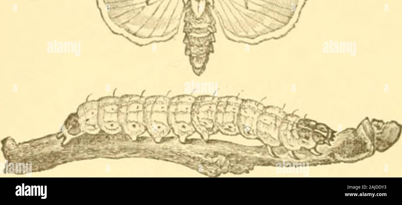 Insects injurious to fruits . 108 INSECTS IXJUJIIOVS TO TJIE APPLE.  /. injury to fruit-trees. It is represented in Fig. 105 in the act of devouring the budsFia. 105. on a twig. It is of ?^ a light yellowish- gray color, varie-gated with dullgreen, with a darkline down the back,and fainter linesalong the sides; thespiracles, or breath-ing-pores, arc l)lack.When full grown, itis nearly an inch and a half long, when it enters the earth, andthere changes to a brown chrysalis. The moth (Fig. 105) hasthe fore wings of a light bluish gray, with darker markings,and the hind wings ])early white. The Stock Photo