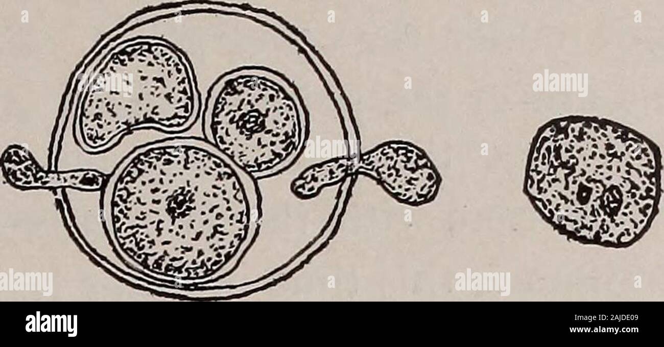 Elementary botany . Fig. 199.Fertilization in saprolegnia, tube of antheridium carrying in the nucleus of the sperm cellto the egg. In the right-hand figure a smaller sperm nucleus is about to fuse with thenucleus of the egg. (After Humphrey and Trow.) Stock Photo