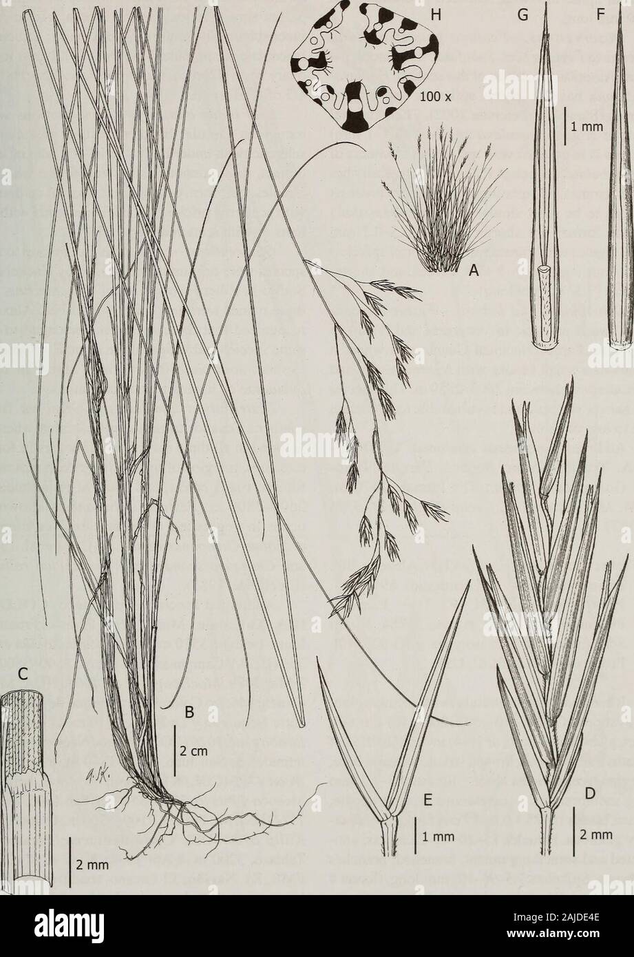 Contributions from the United States National Herbarium . reen, abaxially glabrous.Panicles 15-20 x 2-5 cm, flexuous, pendant, elon- gate, branched; branches finely scabrous. Spikelets13-15 mm long, narrowly lanceolate, florets 5-7;rachilla pilose; glumes 3.7-7 mm long, narrowlylanceolate, purplish, membranous to coriaceous,sparsely scabrous, apex acute; lower glumes 3.7-4.7 mm long, 1 -nerved; upper glumes 5-7 mm long,3-nerved; lemmas 9.5-10 mm long, membranousto coriaceous, lanceolate, 5-nerved, purplish, papil-lose, apex entire, mucronate or shortly awned, theawn 0.5-1 mm long; callus spars Stock Photo