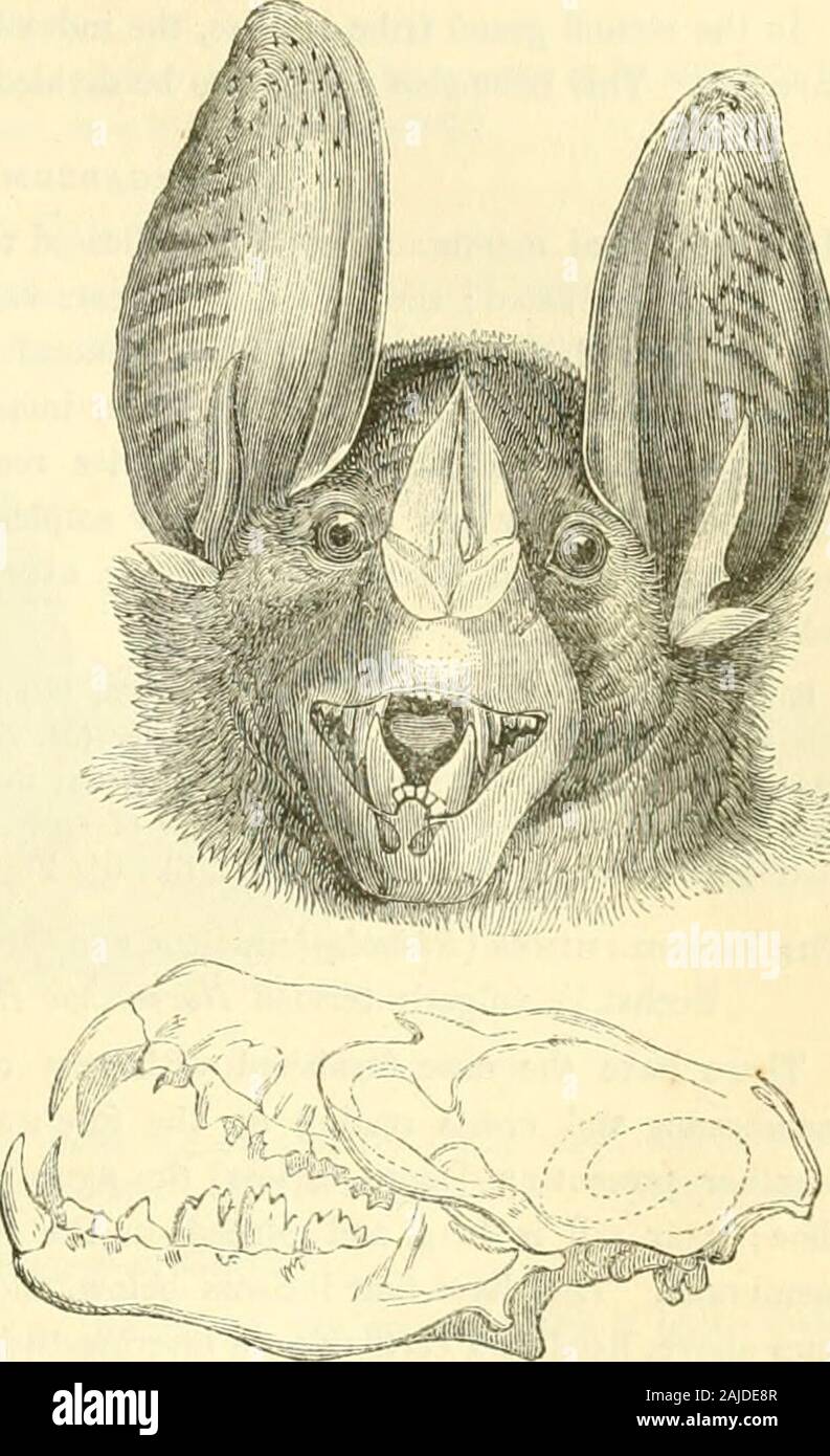 The animal kingdom, arranged after its organization : forming a natural history of animals, and an introduction to comparative anatomy . ne.Ph. cremdatum, Geof.—The leaf indented on the side. M. Geoffrey distinguishes from the Phyllostomesthose species which have a naiTow extensile tongue,furnished with papillas resembling hairs. He de-signates them Glossophagues {Glossophaga). Allthe species are likewise from America. [These alsohave been subdivided, according to the presence orabsence of a short tail, and other frivolous charactersinto Phyllophora and Anoura, Gray, Monophyllus,Leach, and Glo Stock Photo