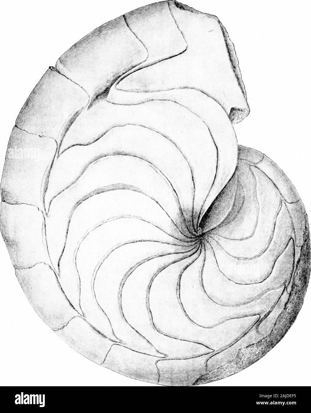 Report on paleontology . NAUTiLID^ OF THE EOCENE LAYERS OF THE UPPER BED GREENSAND MARLS. PLATE L. EXPLANATION OF PLATE L. Aturia Vanuxemi Conrad (p. 287). Fig. 1. Lateral view of a large cast from Shark River, showing the lines of septa very distinctly. The specimen is probably somewhat compressed laterally, but not otherwise distorted,The profile view on Fl. xux is of the same specimen. Kntgeia College, 398 U. S. GEOLOGICAL SURVEY MONOGRAPH XVIII PLATE L. NAUTILID/E OF THE EOCENE LAYERS OF THE UPPER BED GREENSAND MARLS. i:NrDE:x. Page. Action attenuata 157 biplicata 156 oretacea Gabb 158,336 Stock Photo