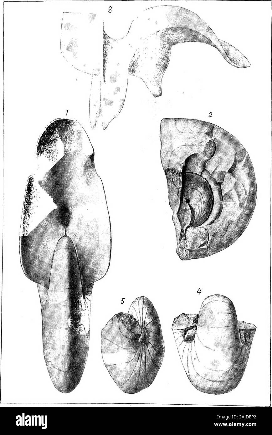 Report on paleontology . BED GREENSAND MARLS. PLATE XLTX. EXPLANATION OF PLATE XLIX. Atcrta Vanuxemi Conrad (p. 287). Figs. 1. Profile view showing the inside of a septum, the two sinuses formed by the spire, and thebroad funnel-formed siphon. 2. View of the side of a small individual broken so as to show the inner volution, the filling of the large siphon and the junction of some of the septa with it. 3. View of the filling of a single chamber as obtained from a gutta-percha impression in the onter cup of the specimen figured on PI. L. Tlie cast straightened somewhat, givingless arcuatiou, bu Stock Photo