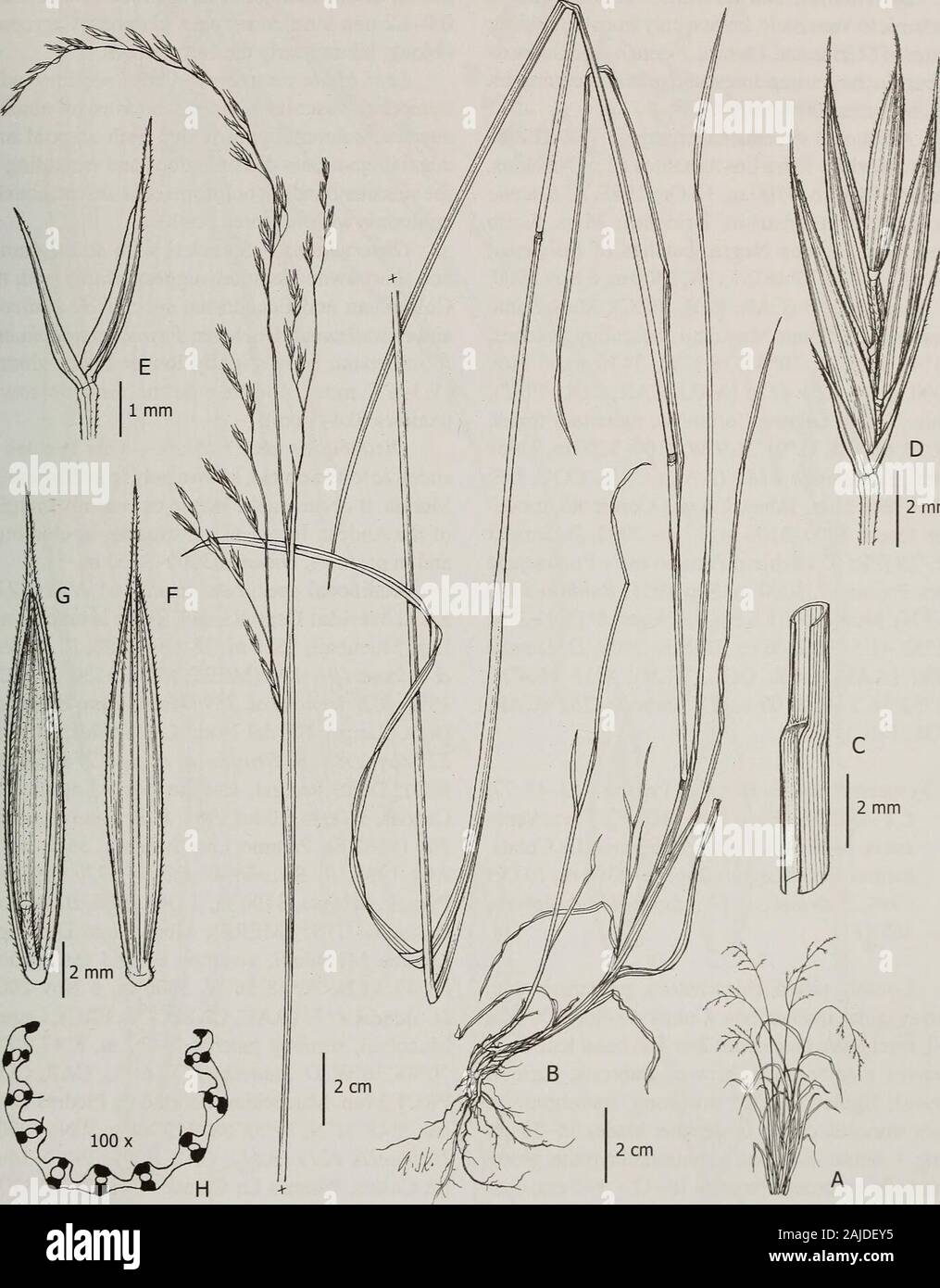 Contributions from the United States National Herbarium . cm long, 2-5 cm wide, flexuous,pendant; branches scabrous. Spikelets 9-11 mmlong, florets 3 or 4; rachilla ca. 1.2 mm long, pilose;glumes 2.5-6 mm long, narrowly lanceolate, coria-ceous, purplish, pilose, apex acute; lower glumes2.5-3.5 mm long, 1-nerved; upper glumes 4.5-6 mmlong, 3-nerved; lemmas 7.5-8.5 mm long, 5-nerved,lanceolate, membranous to coriaceous, margins shortpilose, apex entire, awned or awnless, pilose, the awn0-0.5 mm long; paleas as long as the lemma, pilose;lodicules ca. 0.8 mm long, oblong; anthers 2-2.5 mmlong; ova Stock Photo