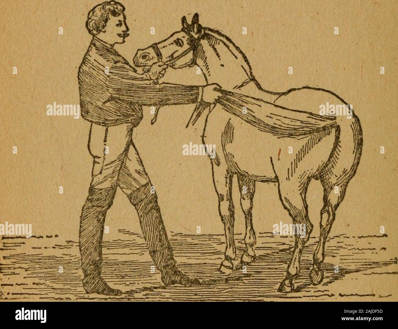 Gleason's horse book The only authorized work by America's king of horse tamers, comprising history, breeding, training, breaking, buying, feeding, grooming, shoeing, doctoring, telling age and general care of the horse . T» hwp a Uwrtt* from iLLn^ta* la ta« stall. ;=^T=ri3 — 160 — •bore the hock joint When the horse kicks the leader must ea.pand, the result is the elastic prevents it from doing so, and thihorses habit of kicking in the stall will soon be broken up. Neveruse a strap or rope; if you do it will stop the circulation. In atfcase* use the elastic.. Question. What do you think of wh Stock Photo