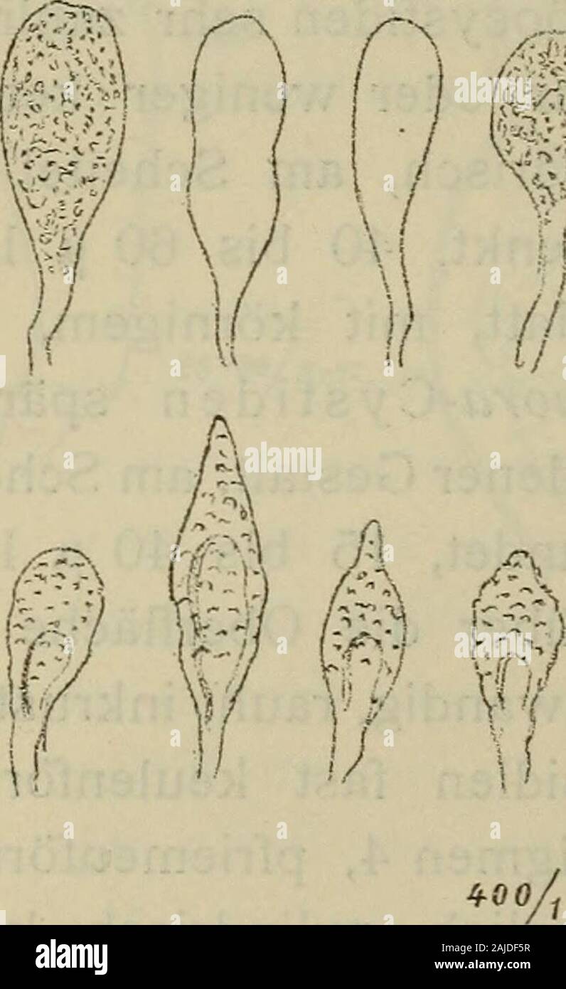 Sitzungsberichte . e der vorstehenden Beschreibungdes Pilzes zugrunde lagen, wurden von 0. laap bei Triglitz inder Prignitz am 8. Juni 1908 auf glatter Rinde von AhmsgUitmosa gesammelt. J Siehe Nr. 28. Code C. 2 Nr. 97 des Code des Couleurs von Klincksieck und Valette. 1110 F. V. H ö h n e 1 und V. L i t s c h a u e r, Wegen der.vorhandenen Glöo- und Peiiiophora-Cystidenmußte der Pilz in die Gattung Gloeopeniophora gestellt werden.Er ist verwandt mit Gl. incarnata (Pers.) v. H. et L, unddieser auch im Aussehen etwas ähnlich; viel näher ist jedochseine Verwandtschaft mit Gloeopeniophora nnda (F Stock Photo