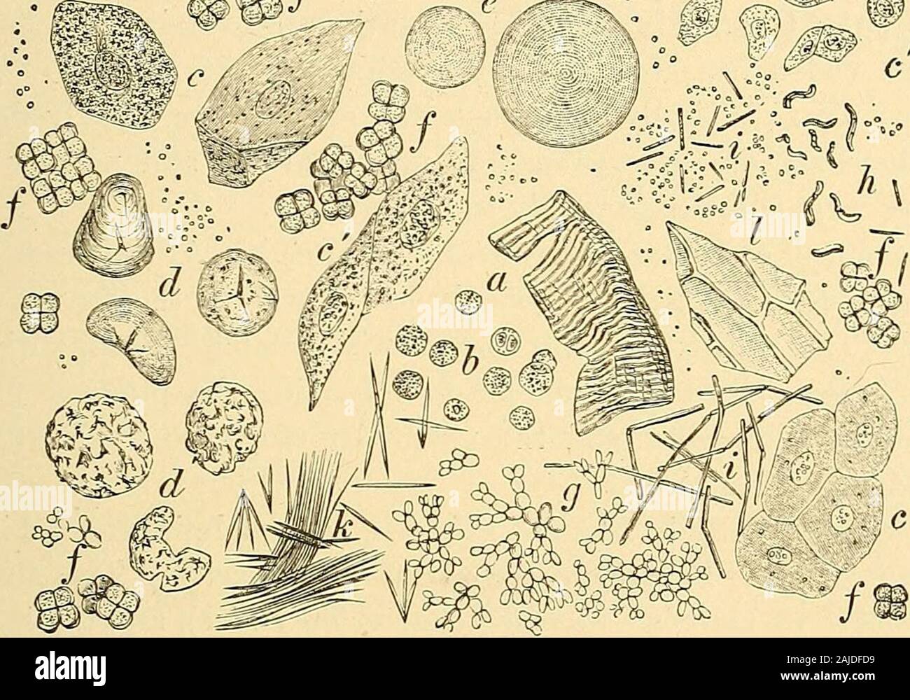 Clinical diagnosis : the bacteriological, chemical, and microscopical ...