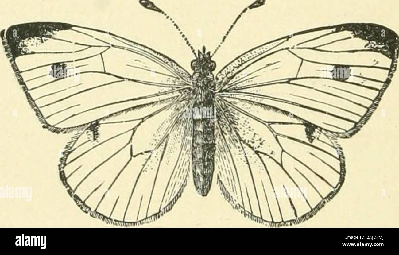 Half hours with insects . ^]Fig. 41. Tig. 43.. Imported Cabbage ...