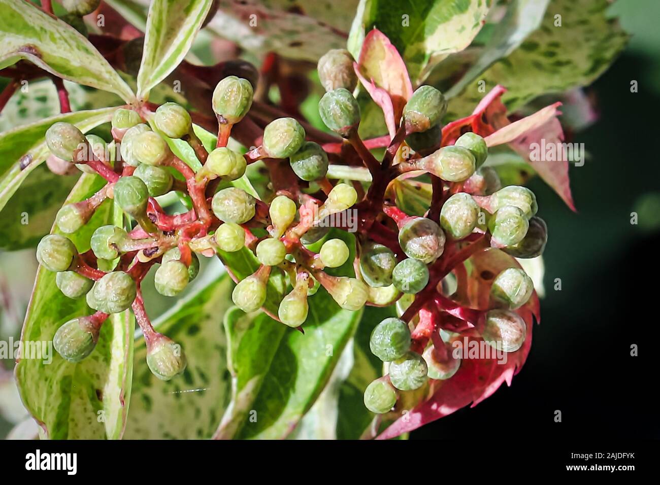 Macro view of virginia creeper flower buds. Stock Photo