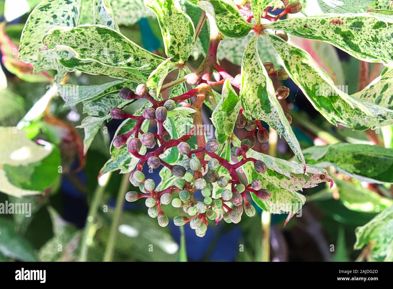 Closeup of closed virginia creeper flower buds against variegated leaves. Stock Photo