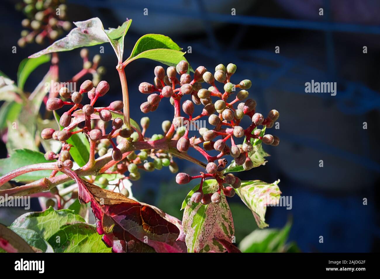 Bundles of closed flower buds on a virginia creeper vine. Stock Photo