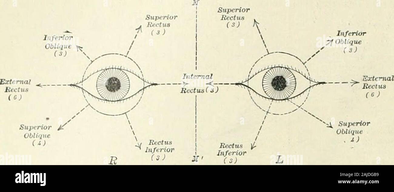 A Reference handbook of the medical sciences embracing the entire range